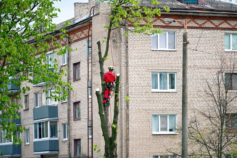 You are currently viewing How to identify potential hazards in trees before a storm