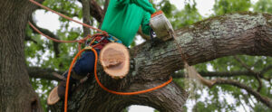 Read more about the article Emergency Tree Services in Suffolk VA