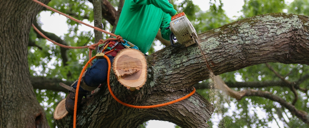 tree trimming company