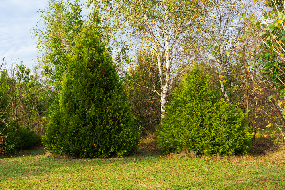 Healthy Trees