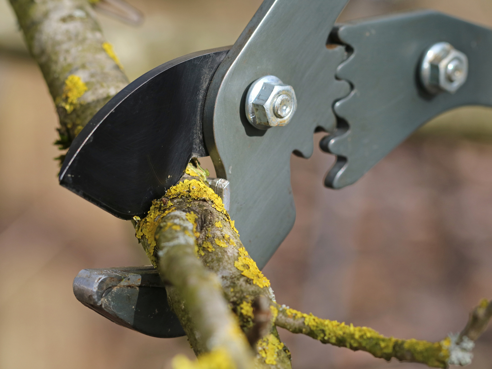 Right Tools of tree trimming