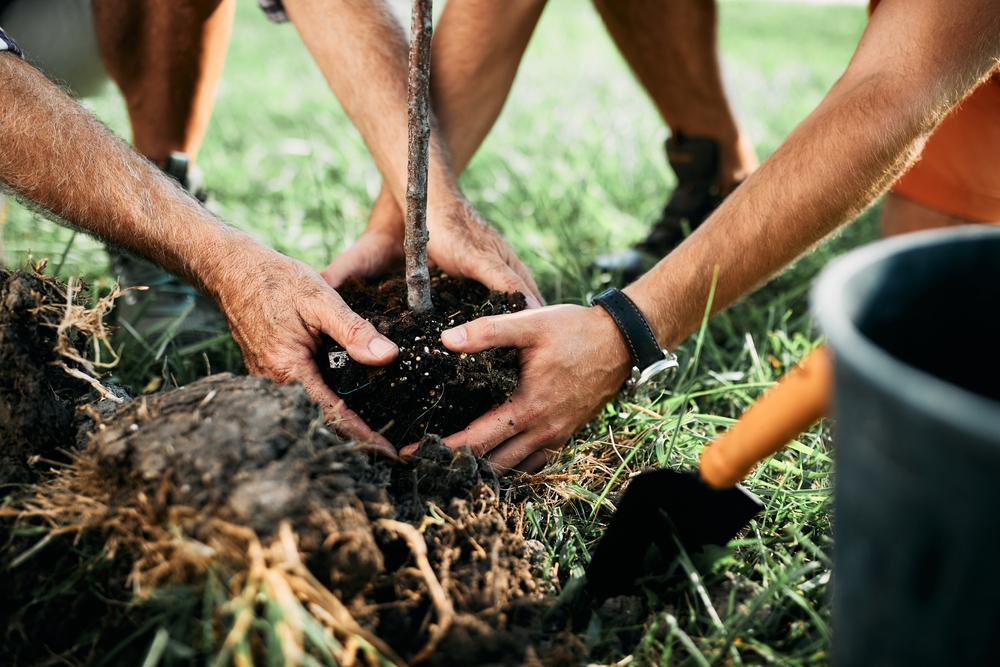 Benefits of Tree Planting