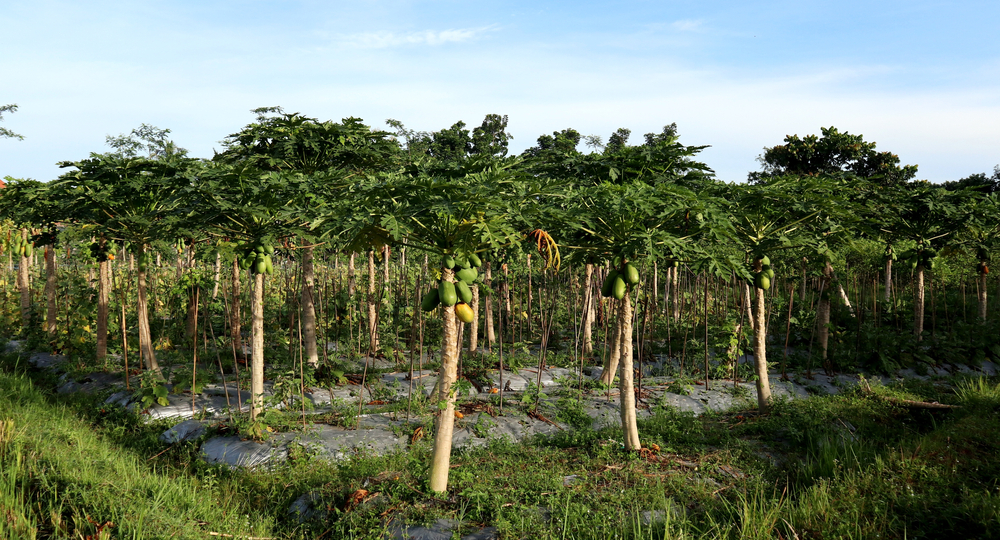 Maintaining Tree Health's