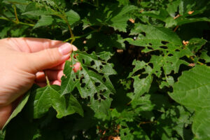 Read more about the article How to Identify and Treat Common Tree Pests in Virginia