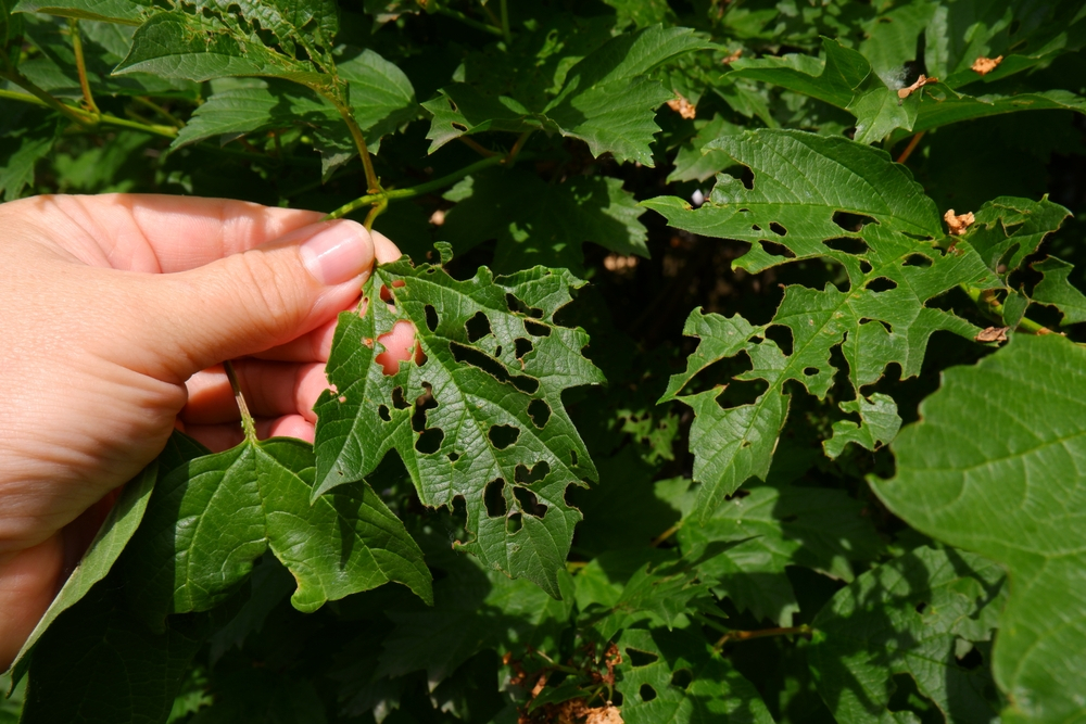 Tree Diseases and Pests