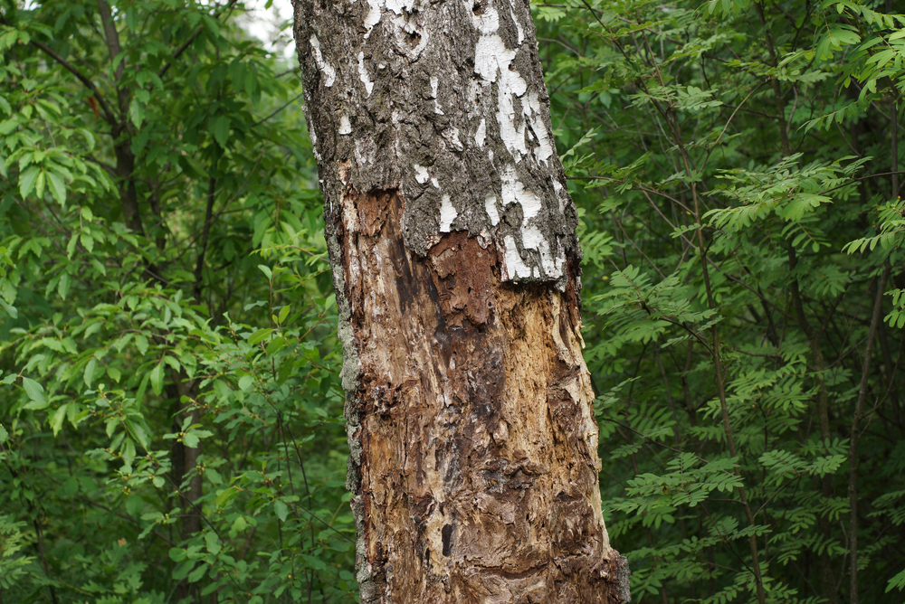 Tree Diseases