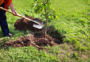 Read more about the article Tree Planting in Richmond, VA