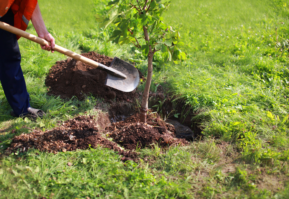 You are currently viewing Tree Planting in Richmond, VA