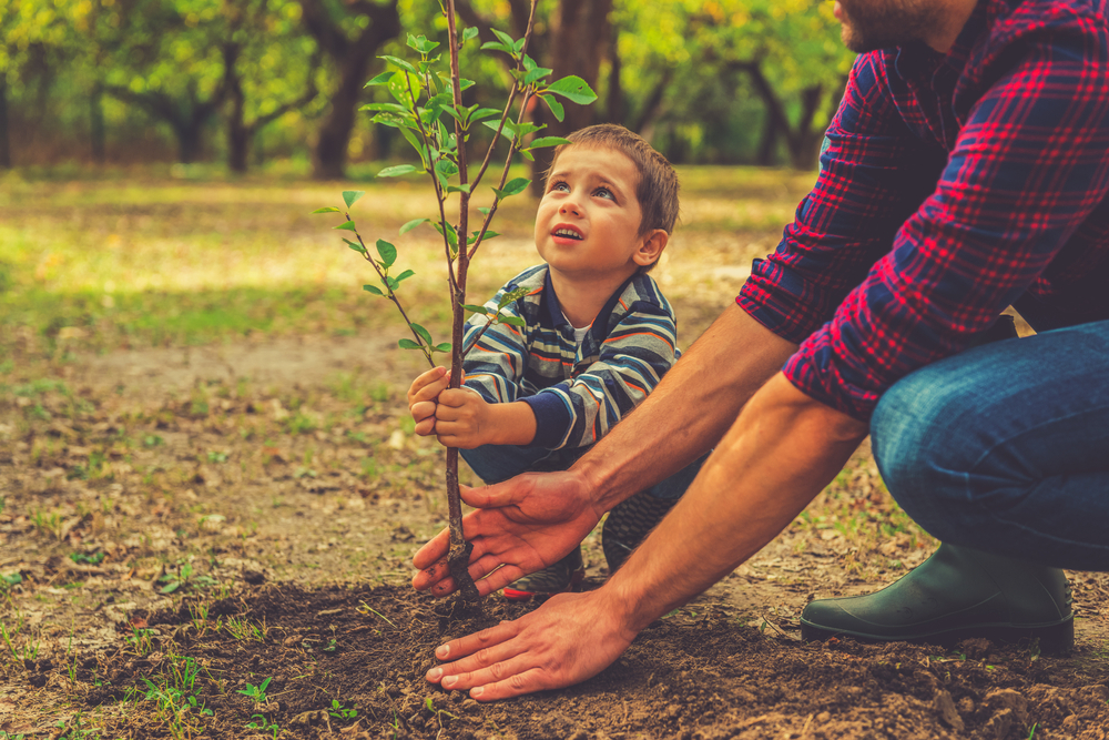 Tree Planting Near Me