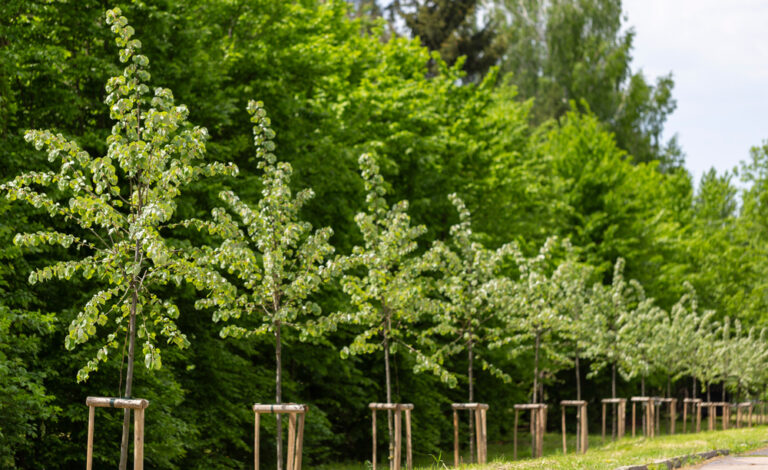 Read more about the article The Best Time for Tree Planting in Richmond VA