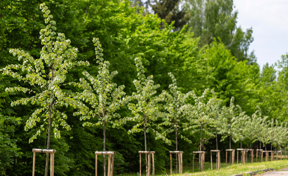 You are currently viewing The Best Time for Tree Planting in Richmond VA