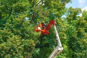 Read more about the article The Role of Professional Tree Services in Maintaining Tree Health in Richmond, VA