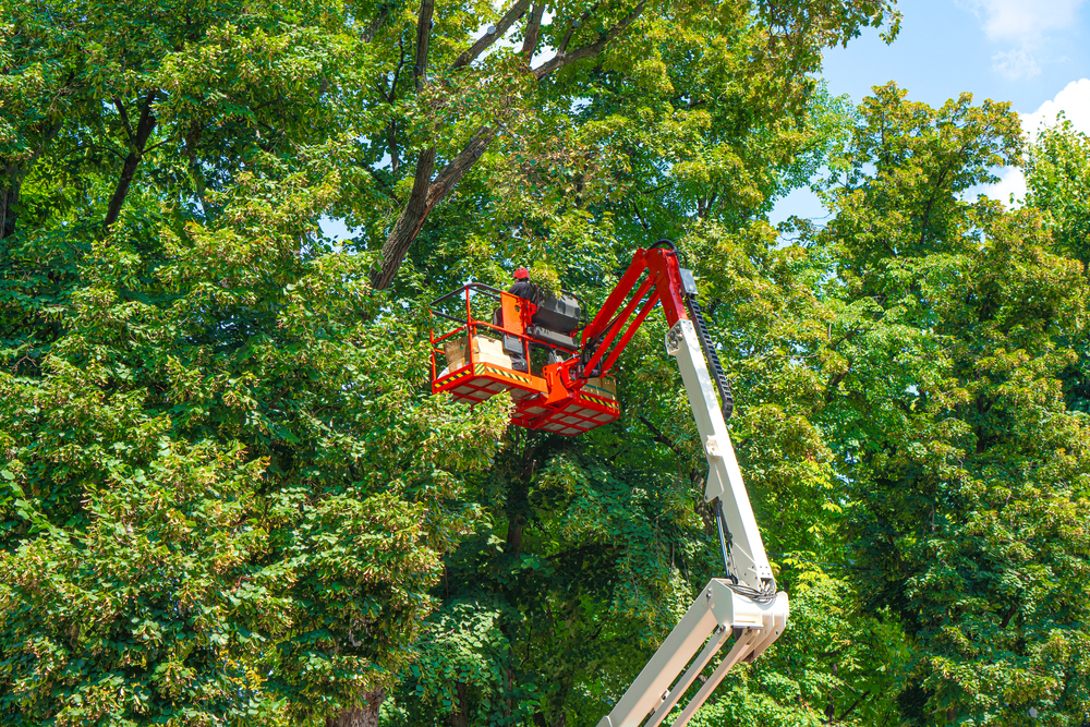 You are currently viewing The Role of Professional Tree Services in Maintaining Tree Health in Richmond, VA