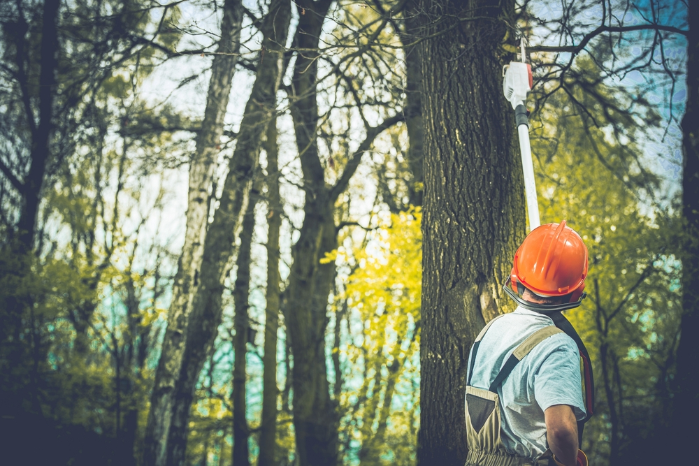 You are currently viewing Signs of a Healthy vs Unhealthy Tree in Richmond, VA