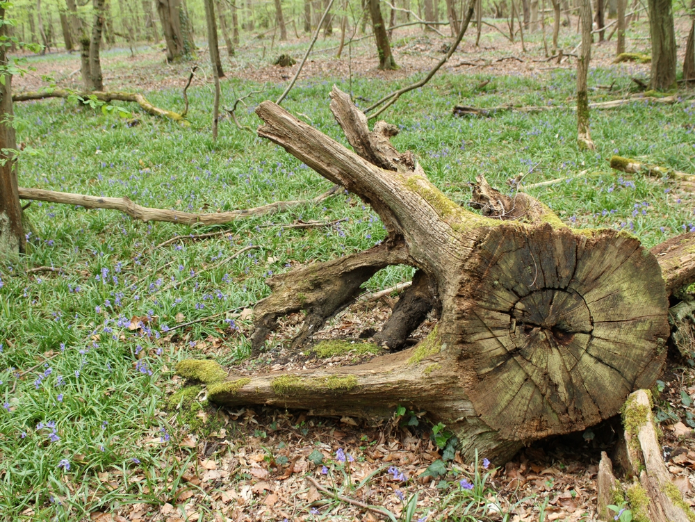 current state of tree preservation