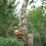 Negotiating Prices with Tree Removal Companies