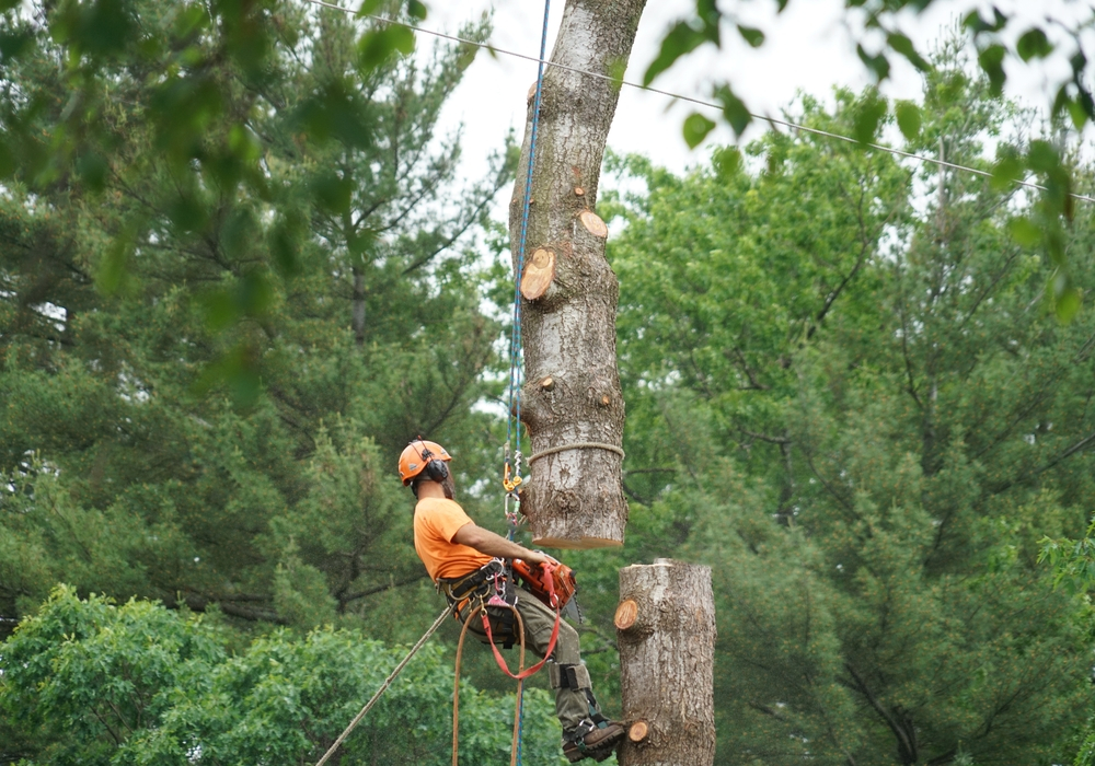 Deciduous Trees Trimming