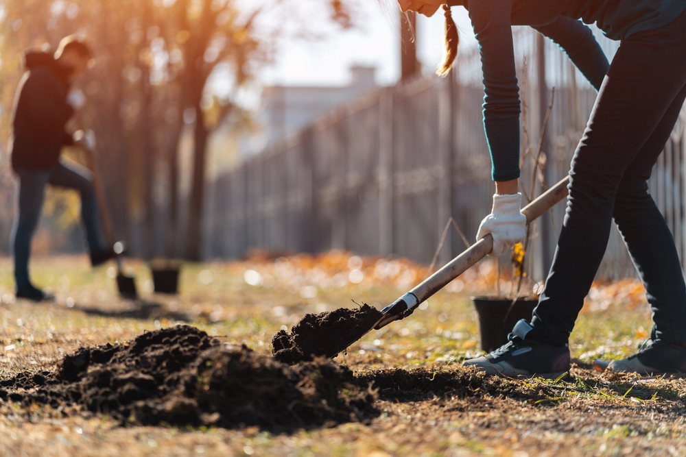 Fall Tree Care