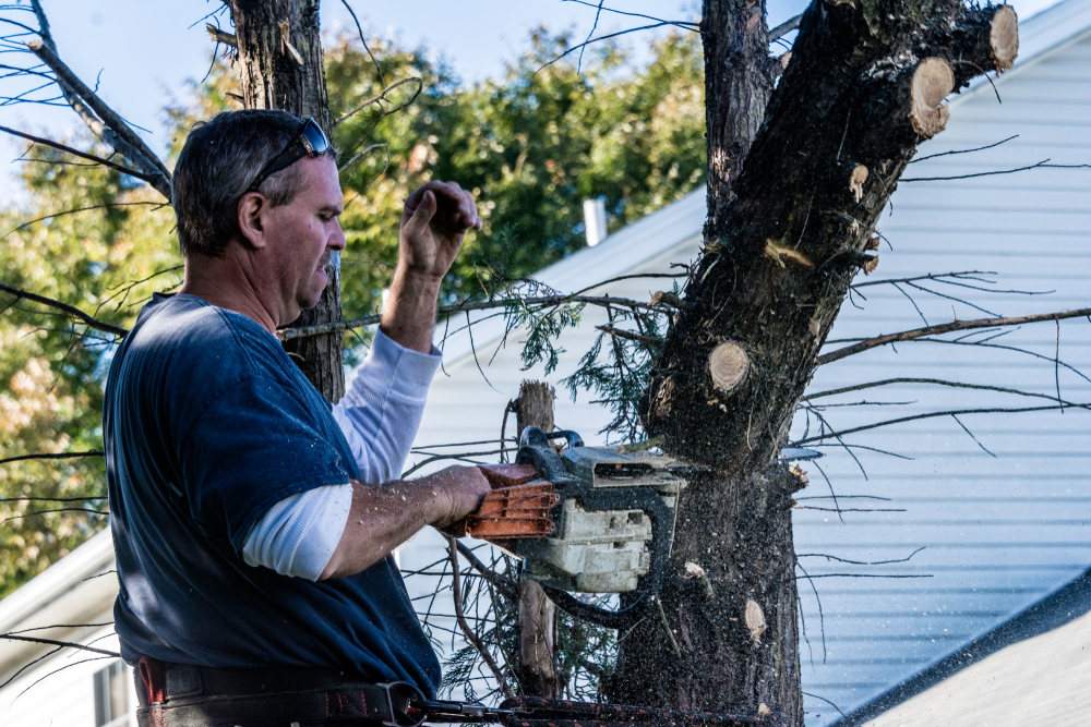 You are currently viewing The importance of tree trimming in preparing for storms