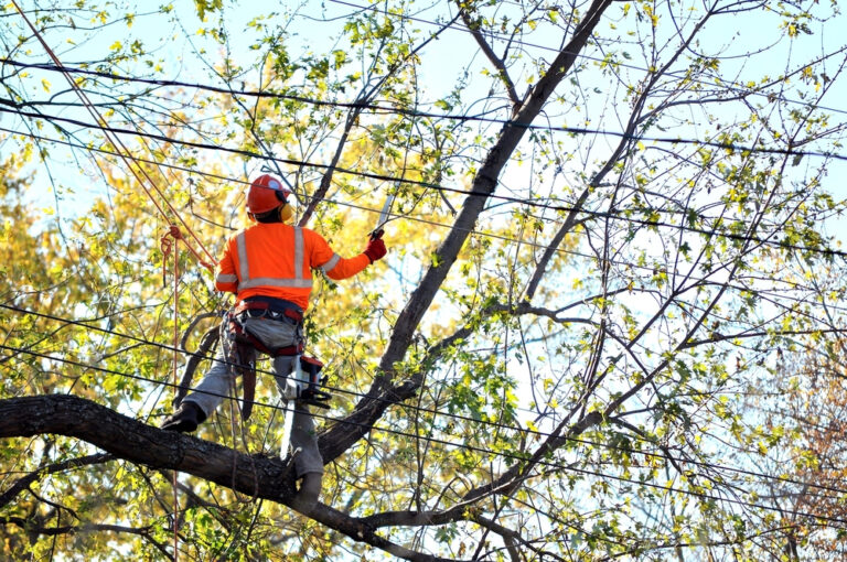 Read more about the article Emergency Tree Trimming After a Storm