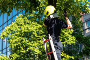 Read more about the article Benefits of Professional Tree Services in Richmond VA