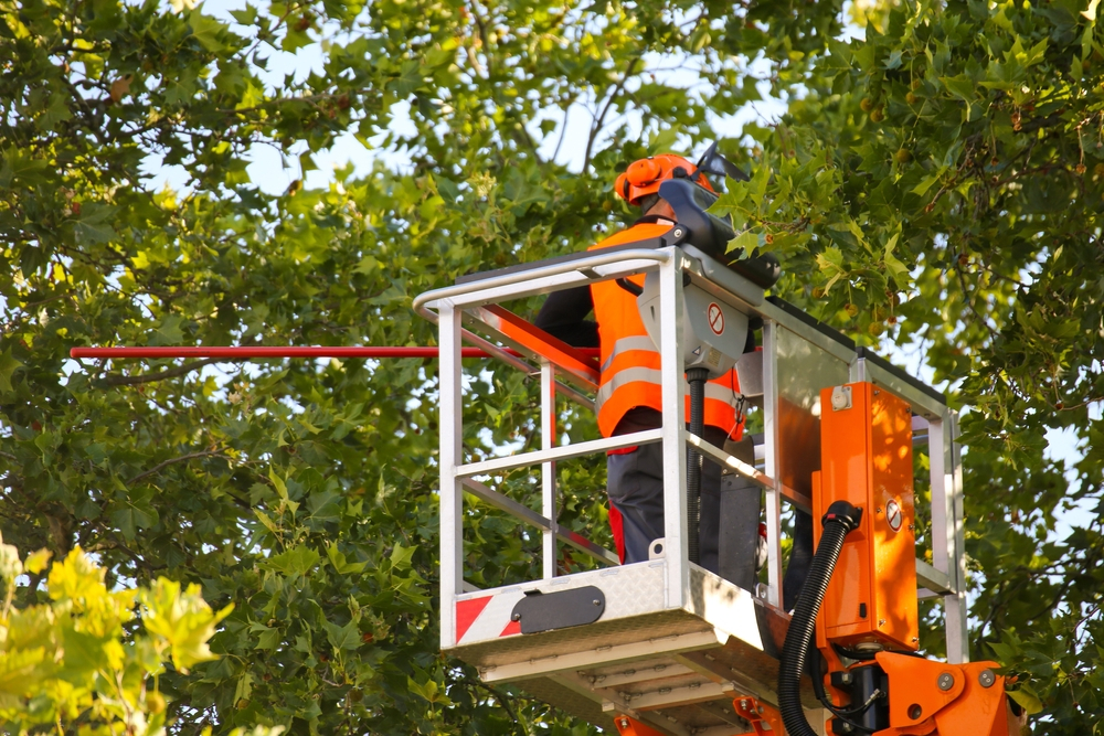 Summer Tree Services