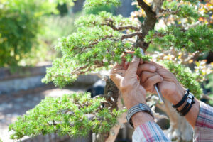 Read more about the article The connection between tree trimming and tree health