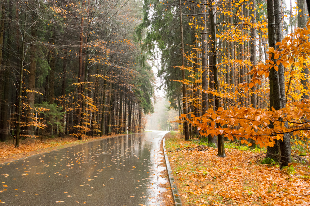 Deciduous Trees