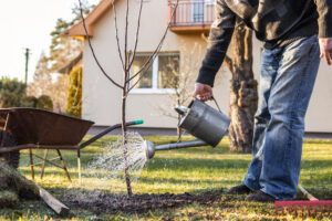 Read more about the article Fall Tree Care in Richmond VA