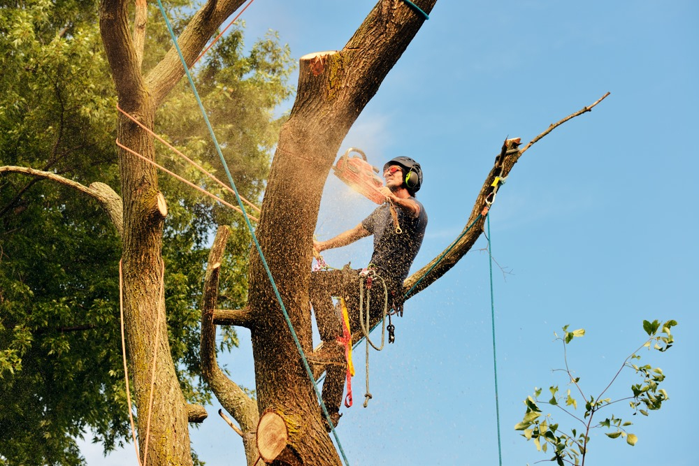 You are currently viewing Best time of year to trim deciduous trees