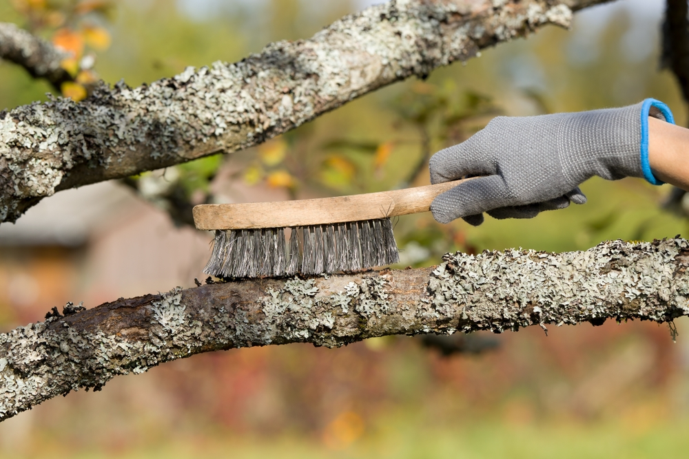 Preparing Trees for Spring Growth