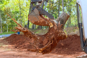 Read more about the article Tree Stump Removal in Richmond VA