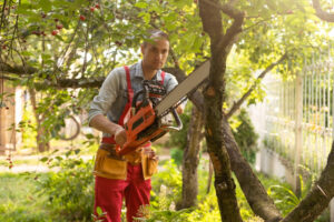 Read more about the article Tree Removal Services for Different Types of Trees