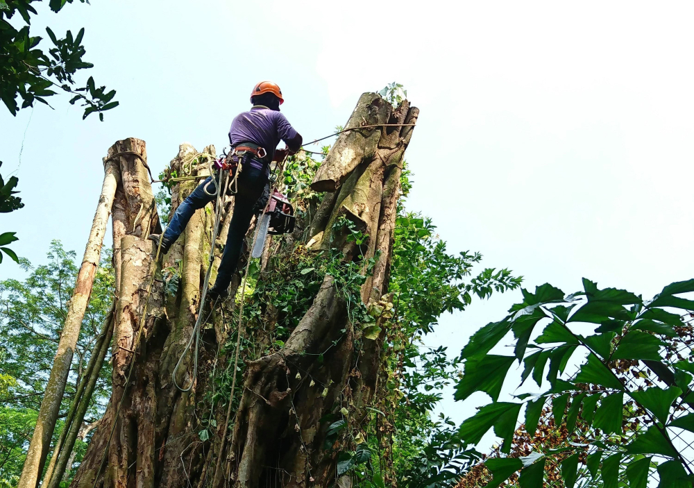 tree services techniques