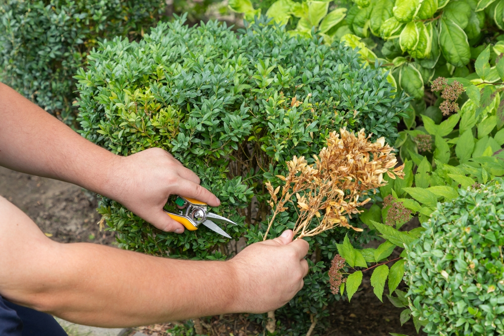 You are currently viewing Proper Techniques for Removing Diseased or Damaged Branches