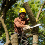 Understanding the Importance of Professional Tree Removal