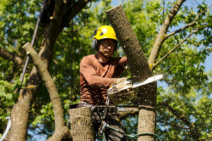 Read more about the article Understanding the Importance of Professional Tree Removal