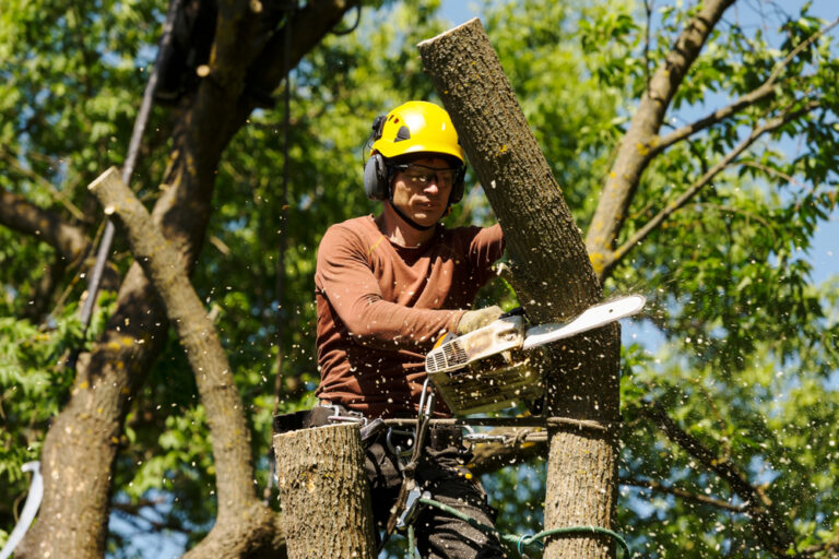 Read more about the article The Benefits of Professional Tree Removal in Richmond VA