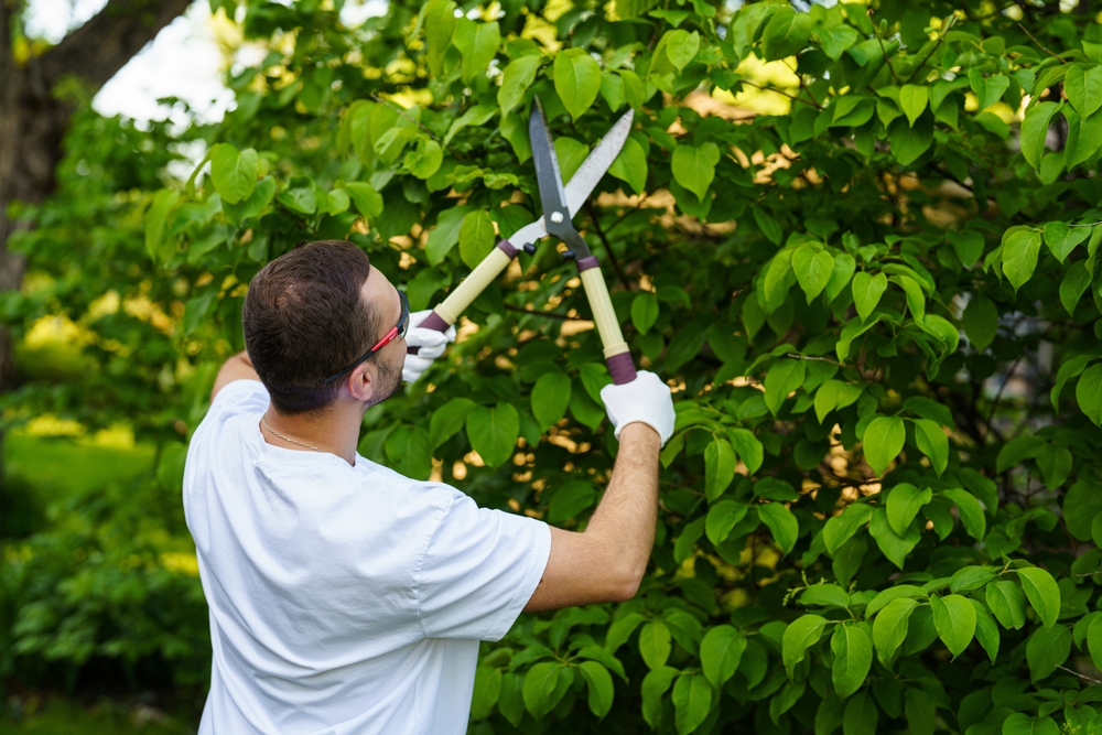 pruning tree branches