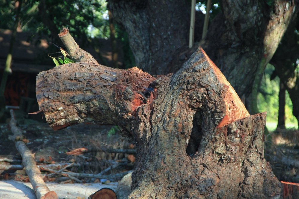 Tree Removal