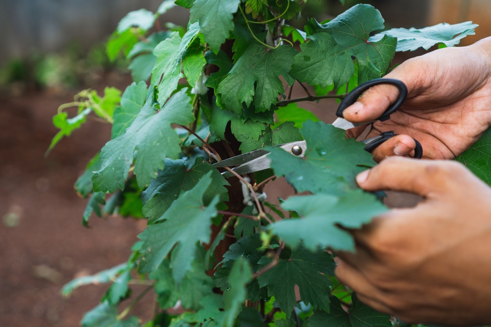 You are currently viewing Common Mistakes to Avoid When Trimming and Pruning Trees