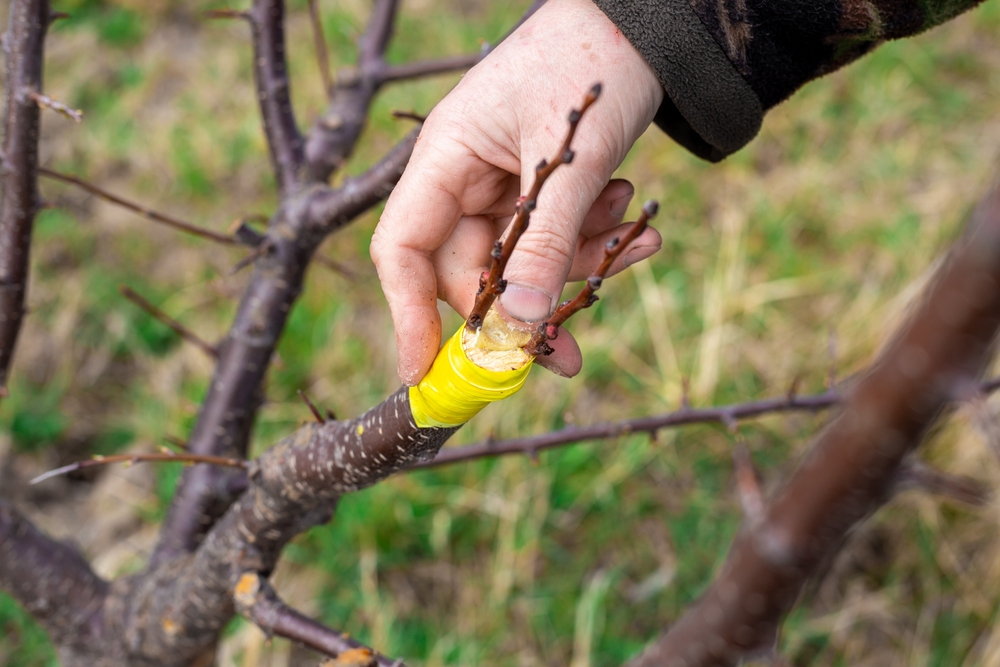 techniques of pruning trees