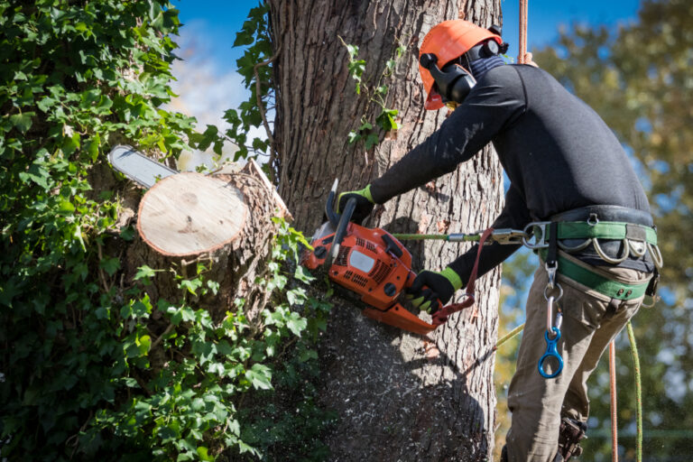 Read more about the article How Professional Tree Removal Companies Handle Emergencies in Richmond VA