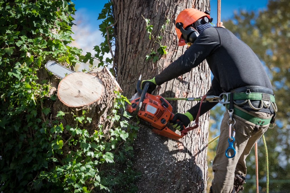 Tree Removal Company