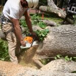 DIY vs. Professional Tree Removal: Which One is Right for You?