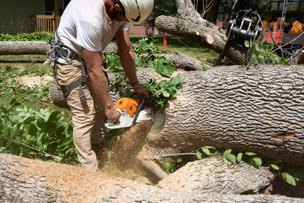 Professional Tree Removal