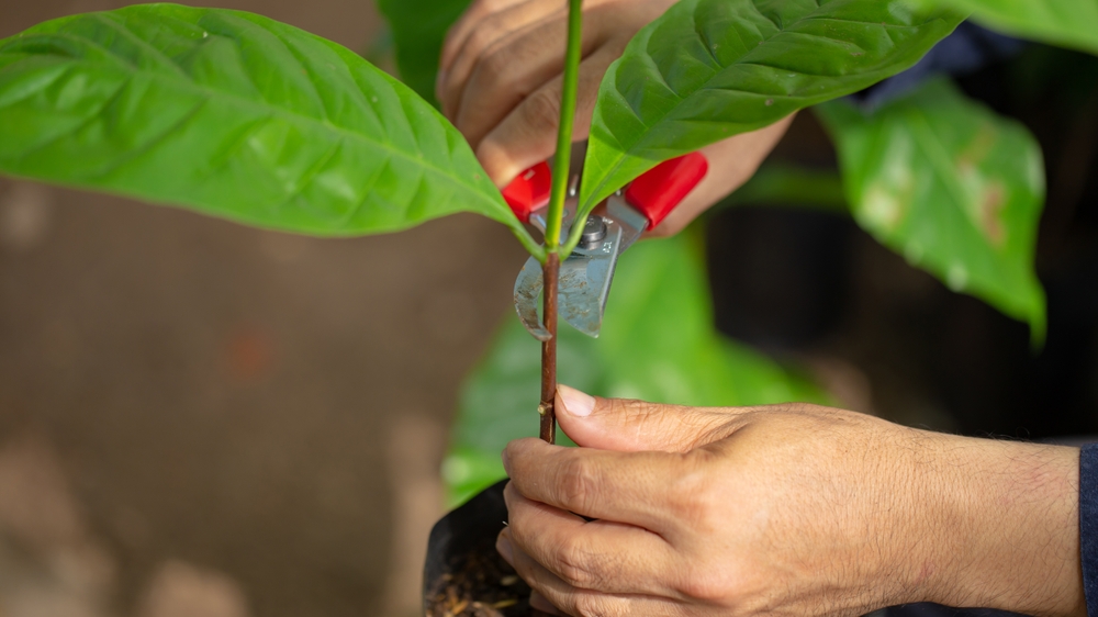 You are currently viewing Different Techniques for Trimming and Pruning Trees