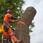 Benefits of Hiring a Professional Tree Removal Company