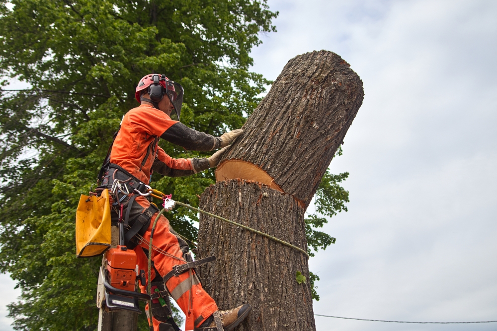 You are currently viewing Benefits of Hiring a Professional Tree Removal Company