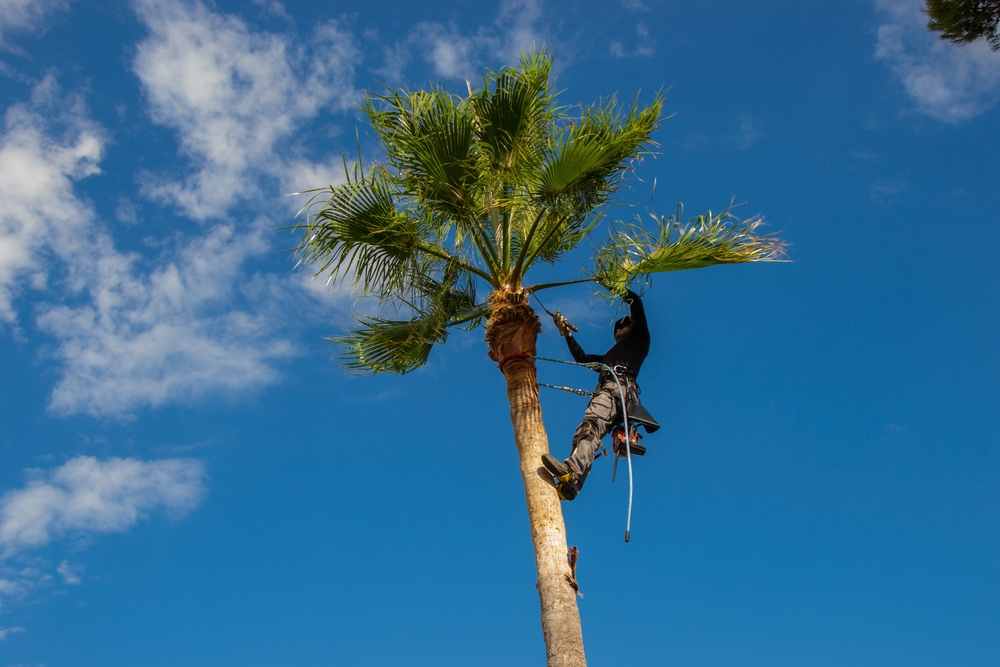 Palm Tree Trimming